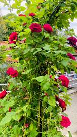 �Ԃ��炢�Ă���Ԓd

�����I�ɐ������ꂽ����